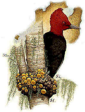 Patagonia Woodpecker