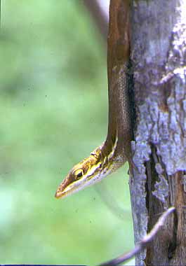 Ponce Anole
