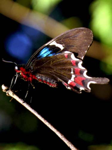 Gundlach's swallowtail